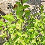 Callicarpa dichotoma Yaprak
