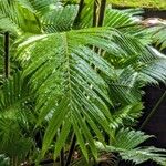 Calamus ciliaris Hoja