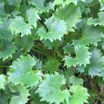 Campanula garganica Blad