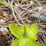 Pinguicula vulgarisFulla