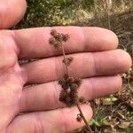 Triumfetta rhomboidea Fruit