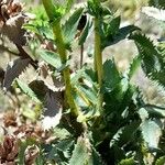 Grindelia buphthalmoides Leaf