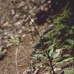 Hieracium favratii Hábito