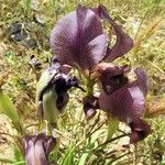 Iris atrofusca Цветок