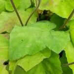 Tiarella cordifolia Лист