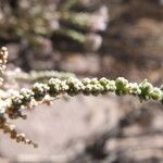 Aloysia deserticola Foglia