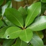 Corynocarpus laevigatus Φύλλο