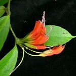 Aeschynanthus parviflorus फूल