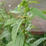 Malvastrum coromandelianum Leaf