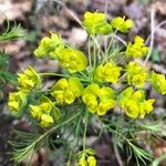 Euphorbia cyparissiasFlower