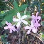 Saponaria officinalis 花