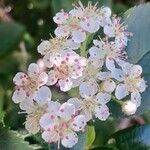 Aronia melanocarpa Flower