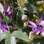 Passiflora amethystina Flower