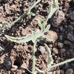 Cucumis prophetarum Leaf