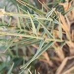 Aeluropus littoralis Écorce