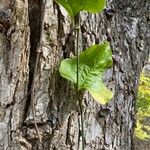 Smilax rotundifolia Leaf