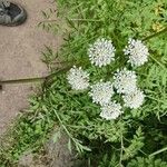 Daucus edulis Flower