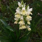 Dactylorhiza insularis Flower