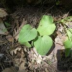 Doronicum pardalianches Levél