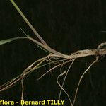 Festuca valesiaca 其他