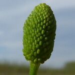 Ranunculus sceleratus Frucht