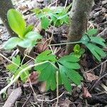 Corydalis intermedia Листок