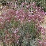 Limonium insigne Habit