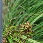 Scirpus radicans Квітка