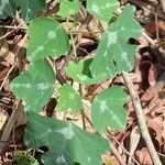 Adenia cissampeloides Yaprak