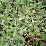 Antennaria parvifolia Листок