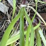 Allium unifolium Folha