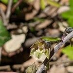 Epipactis microphylla 花