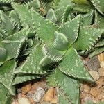 Faucaria tigrina ശീലം