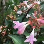 Abelia × grandiflora फूल