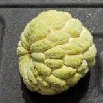 Annona squamosa Fruitua