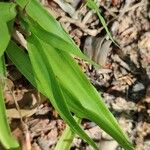 Luzula pilosa Leaf