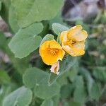 Abutilon grandifolium Lehti