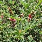 Indigofera schimperi 葉
