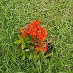 Ixora chinensis Lorea