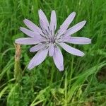 Podospermum purpureum Flower