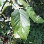Alnus orientalis Leaf
