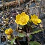 Caltha palustrisFiore