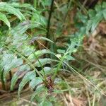 Asplenium boltonii Leaf