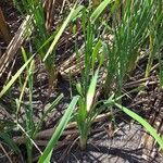 Typha domingensis Hoja