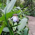 Neomarica northiana Flor