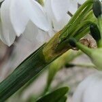 Narcissus papyraceus Bark