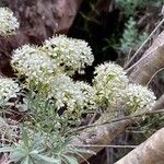 Hormathophylla halimifolia Flor
