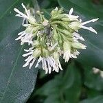 Sarcococca ruscifolia Flower