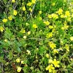 Potentilla heptaphylla Pokrój