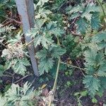 Rubus nemoralis Fruit